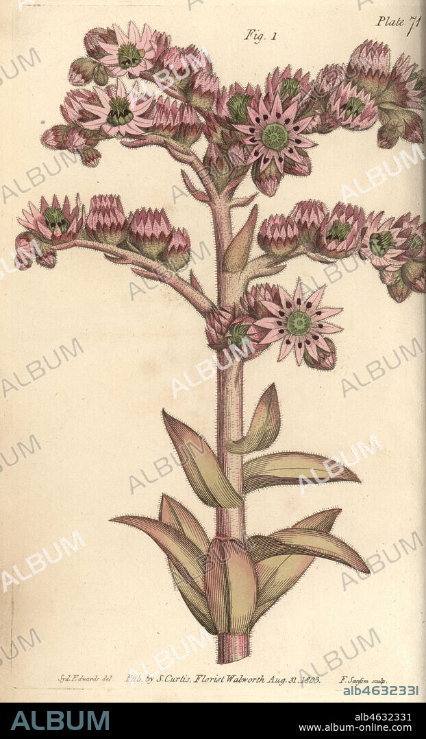 Houseleek, Sempervivum tectorum, Dodecagynia, hermaphrodite flower with 12 pistilla. Handcoloured copperplate engraving by F. Sansom of a botanical illustration by Sydenham Edwards for William Curtis' Lectures on Botany, as delivered in the Botanic Garden at Lambeth, 1805.