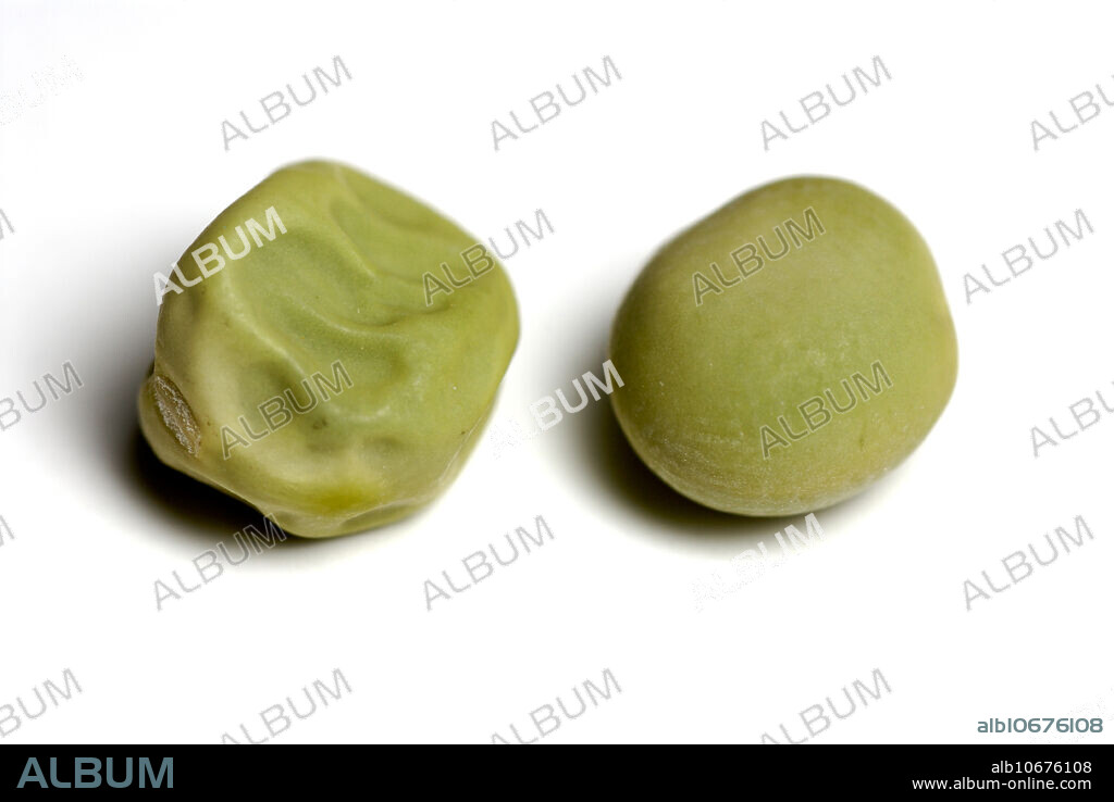 Green smooth and wrinkled pea seeds. Gregor Mendel uncovered the basic principles of heredity by experimenting with garden pea traits such as seed color and seed texture. Wrinkled seeds are a recessive trait caused by a gene mutation that results in a defective, inactive starch branching enzyme.