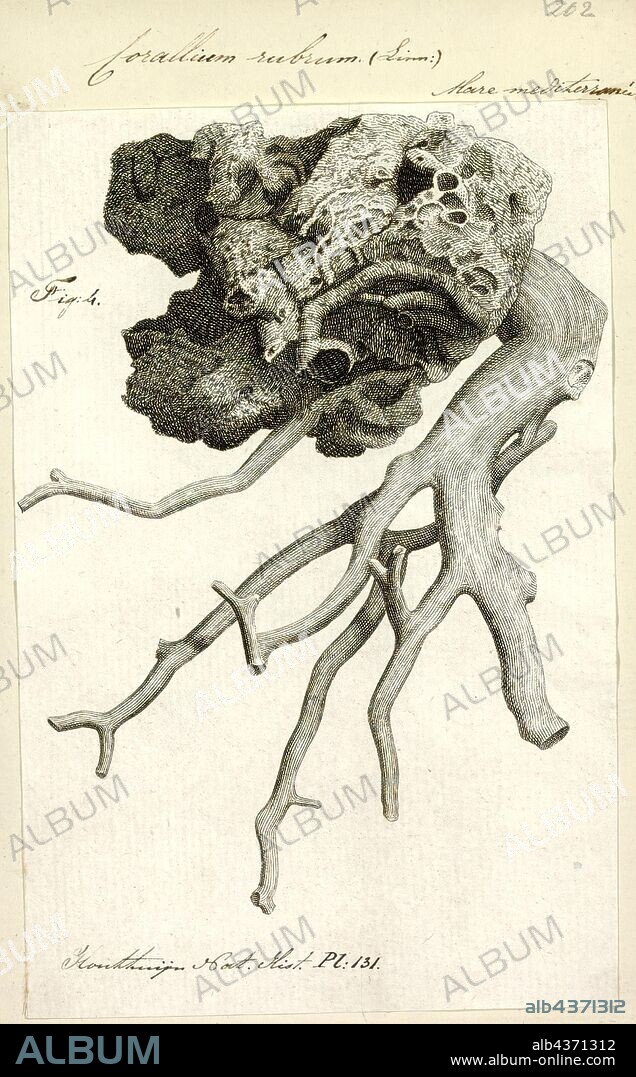 Corallium rubrum, Print, Precious coral, or red coral, is the common name given to a genus of marine corals, Corallium. The distinguishing characteristic of precious corals is their durable and intensely colored red or pink-orange skeleton, which is used for making jewelry.