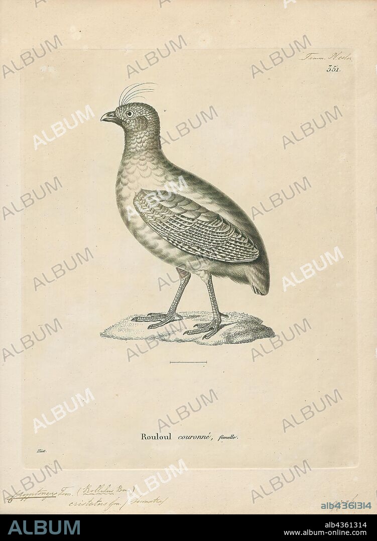 Rollulus roulroul, Print, The crested partridge (Rollulus rouloul) also known as the crested wood partridge, roul-roul, red-crowned wood partridge, green wood quail or green wood partridge is a gamebird in the pheasant family Phasianidae of the order Galliformes, gallinaceous birds. It is the only member of the genus Rollulus., 1700-1880.