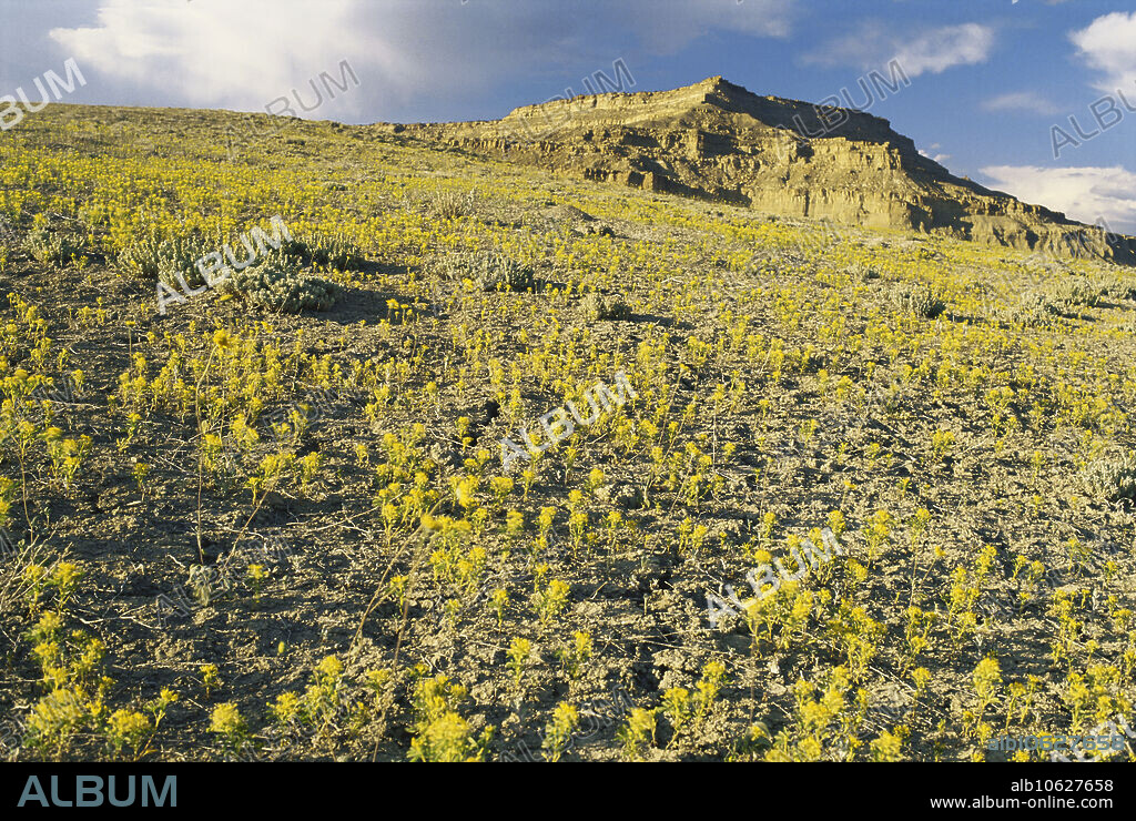 Although these plants along Cottonwood Canyon Road in Grand Staircase Escalante National Monument, Utah, seem to appear out of thin air, the perfect compliment of climate, soil and land configuration allows them to grow.