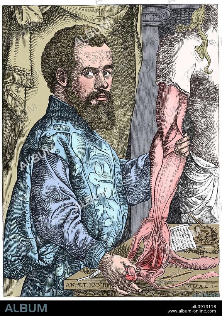 Andreas Vesalius, 16th century Flemish anatomist. Vesalius' (1514-1564) great work on anatomy De Humani Corporis Fabrica (On the Structure of the Human Body) (1543) was a landmark, with accurate depictions of parts of the body, including the nervous system. Vesalius based his work on dissection and personal observation, disproving the belief that because, in Genesis, God created Eve from Adam's rib, men had one less rib than women. He contradicted Aristotle's teaching that the heart is the seat of the emotions, replacing it with the brain and the nervous system. After Jan Stevan Calcar (c1499-1546). (Colorised black and white print).