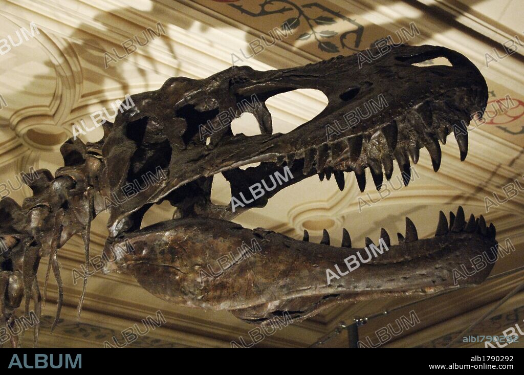 Skull of Albertosaurus sarcophagus. Upper Cretaceous bipedal predator. 70 million years. Natural History Museum. London. United Kingdom.