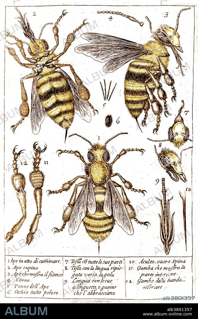 The drawings of a bee and its parts, as observed under a microscope by Francesco Stelluti in 1630. Francesco Stelluti (12 January 1577 - November 1652) was an Italian scientist who worked in the fields of mathematics, microscopy, and astronomy. In 1625, he published the first accounts of observations using a microscope (specifically, the optical microscope), and his "Persio tradotto in verso schiolto e dichiarato," published in Rome in 1630, is the first book in codex form to contain images of organisms viewed through the microscope.