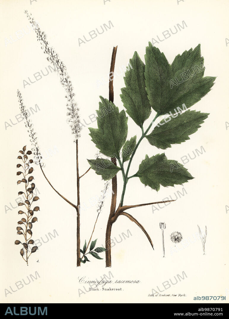 Black cohosh, black bugbane, black snakeroot or fairy candle, Actaea racemosa (Cimicifuga racemosa). Handcoloured lithograph by Endicott after a botanical illustration from John Torreys A Flora of the State of New York, Carroll and Cook, Albany, 1843. The plates drawn by John Torrey, Agnes Mitchell, Elizabeth Paoley and Swinton. John Torrey was an American botanist, chemist and physician 1796-1873.