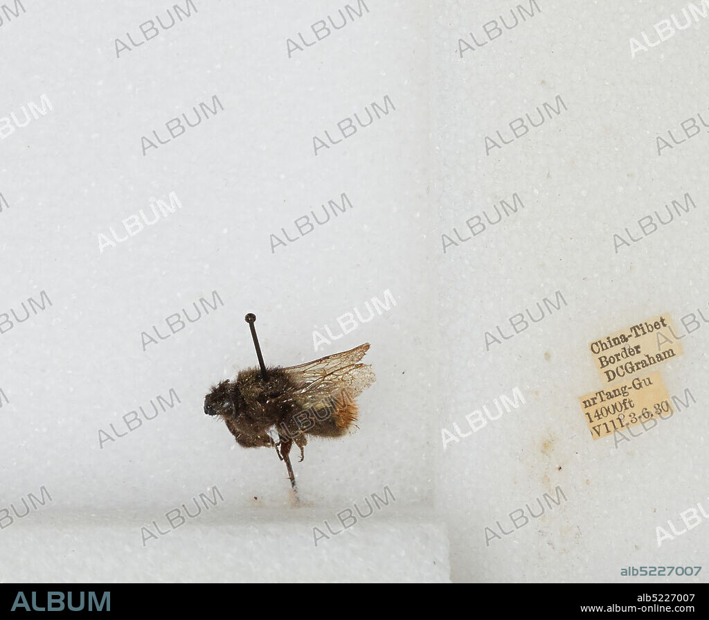 near Tang-Gu, China-Tibet border, China, Bombus sp., Animalia, Arthropoda, Insecta, Hymenoptera, Apidae, Apinae.