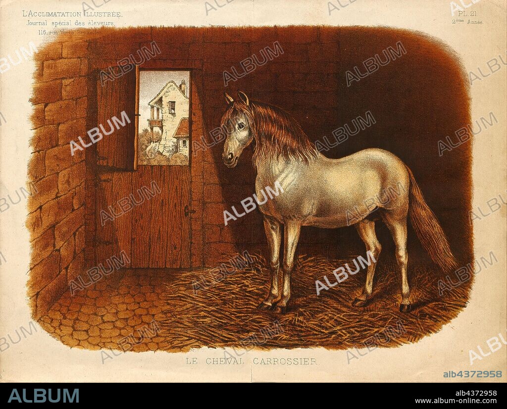 Equus caballus, Print, The horse (Equus ferus caballus) is one of two extant subspecies of Equus ferus. It is an odd-toed ungulate mammal belonging to the taxonomic family Equidae. The horse has evolved over the past 45 to 55 million years from a small multi-toed creature, Eohippus, into the large, single-toed animal of today. Humans began domesticating horses around 4000 BC, and their domestication is believed to have been widespread by 3000 BC. Horses in the subspecies caballus are domesticated, although some domesticated populations live in the wild as feral horses. These feral populations are not true wild horses, as this term is used to describe horses that have never been domesticated, such as the endangered Przewalski's horse, a separate subspecies, and the only remaining true wild horse. There is an extensive, specialized vocabulary used to describe equine-related concepts, covering everything from anatomy to life stages, size, colors, markings, breeds, locomotion, and behavior., 1881-1889.