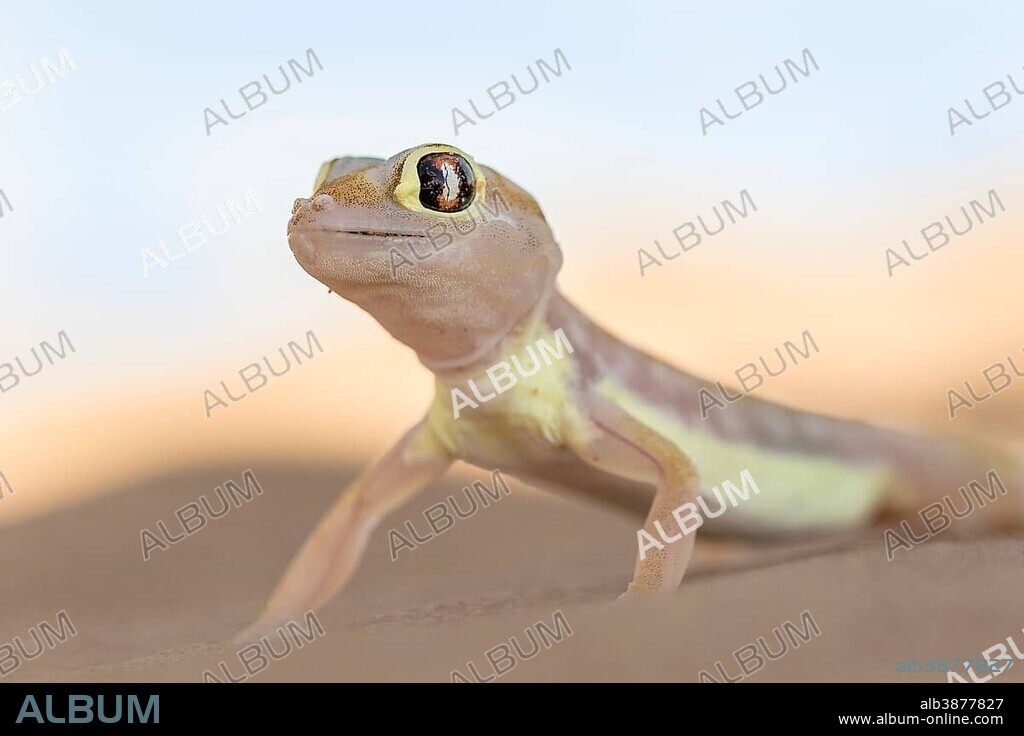 Namib sand gecko (Pachydactylus rangei) in Sand Dune, Namib-Naukluft Park, Namibia, Africa.
