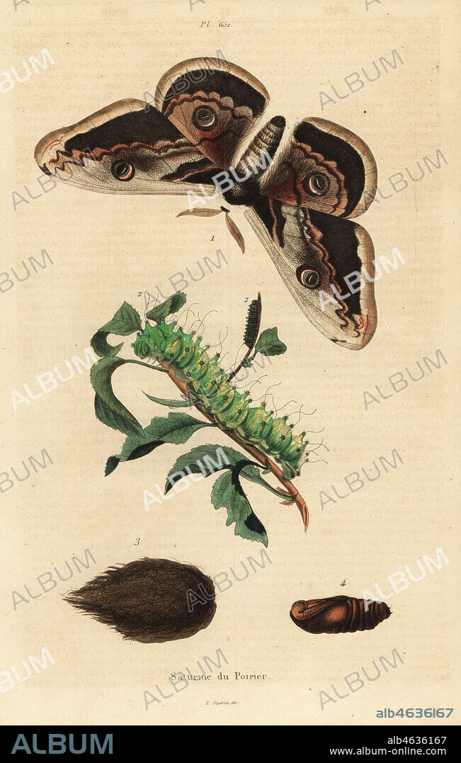 Giant peacock moth or giant emperor moth, Saturnia pyri, with caterpillar and pupa. Saturnie de Poirier. Handcoloured steel engraving from Felix-Edouard Guerin-Meneville's Dictionnaire Pittoresque d'Histoire Naturelle (Picturesque Dictionary of Natural History), Paris, 1834-39.