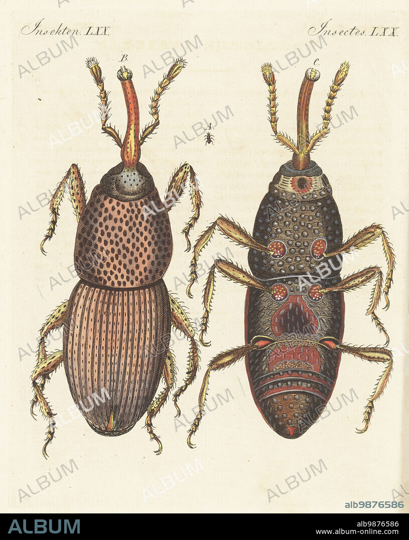 Wheat weevil, grain weevil or granary weevil, Sitophilus granarius. Actual size A, dorsal magnified at 188 X, ventral at 188 X. Curculio granarius. Handcoloured copperplate engraving from Carl Bertuch's Bilderbuch fur Kinder (Picture Book for Children), Weimar, 1813. A 12-volume encyclopedia for children illustrated with almost 1,200 engraved plates on natural history, science, costume, mythology, etc., published from 1790-1830.