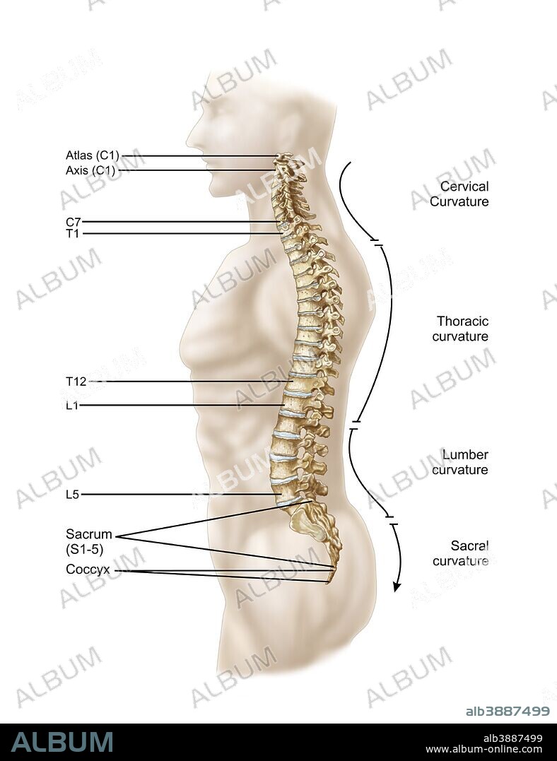 Anatomy of human vertebral column, left lateral view.