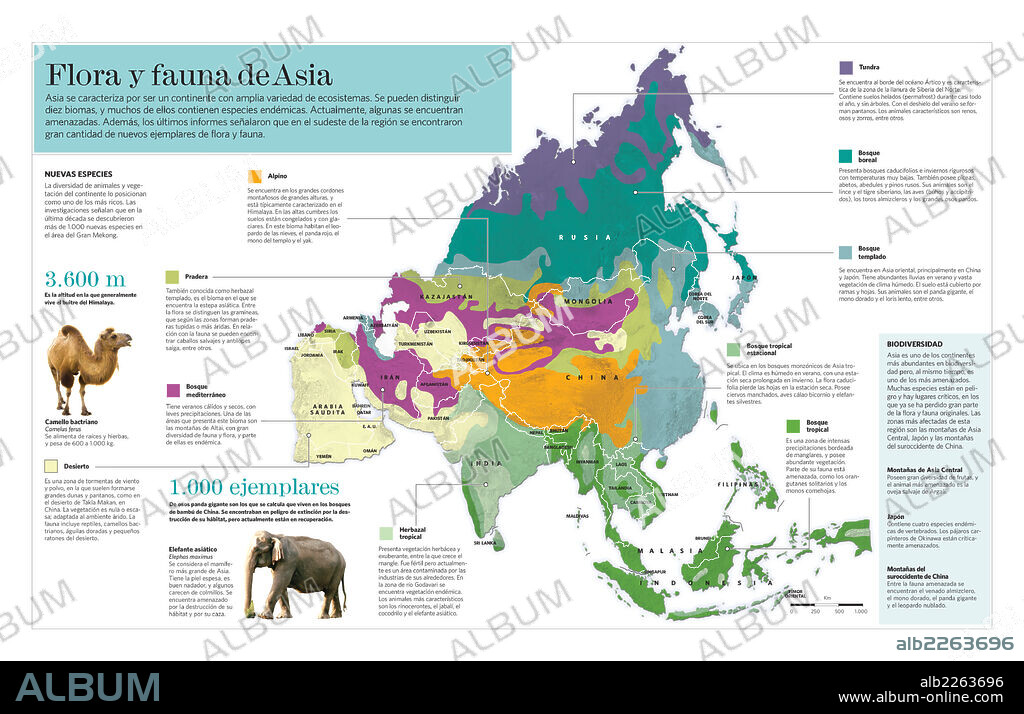 Flora y fauna de Asia. Infografía de los diferentes ecosistemas del continente asiático y de la flora y la fauna propias de cada uno.