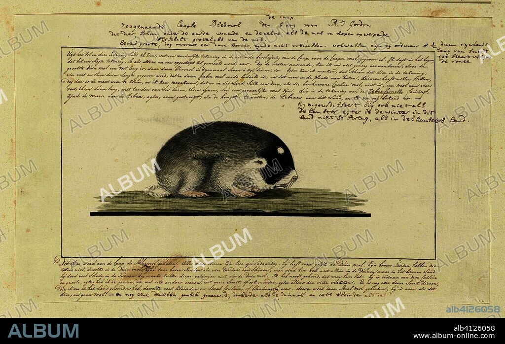 Georychus capensis (Cape mole-rat). Draughtsman: Robert Jacob Gordon. Dating: 6-Aug-1777. Measurements: h 660 mm × w 480 mm; h 224 mm × w 369 mm; h 161 mm × w 291 mm.
