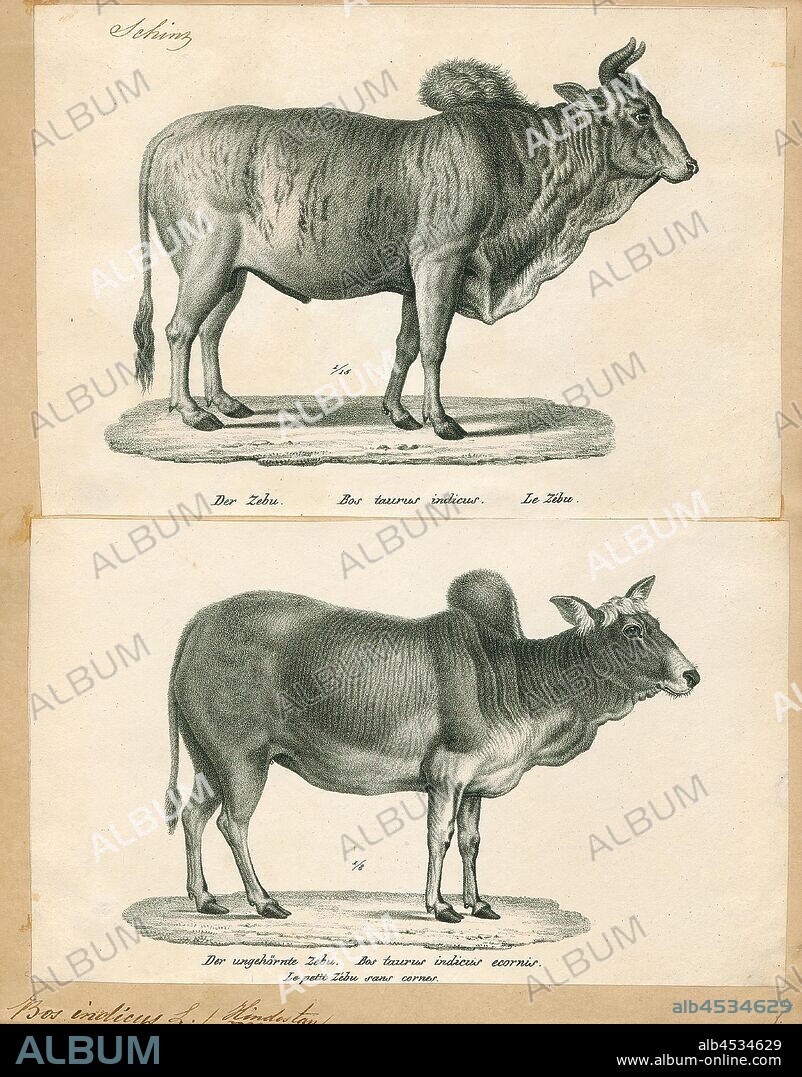 Bos indicus, Print, A zebu, sometimes known as indicine cattle or humped cattle, is a species or subspecies of domestic cattle originating in South Asia. Zebu are characterised by a fatty hump on their shoulders, a large dewlap, and sometimes drooping ears. They are well adapted to withstanding high temperatures, and are farmed throughout the tropical countries, both as pure zebu and as hybrids with taurine cattle, the other main type of domestic cattle. Zebu are used as draught and riding animals, dairy cattle, and beef cattle, as well as for byproducts such as hides and dung for fuel and manure. Zebu, namely miniature zebu, are kept as companion animals. In 1999, researchers at Texas A&M University successfully cloned a zebu., 1700-1880.