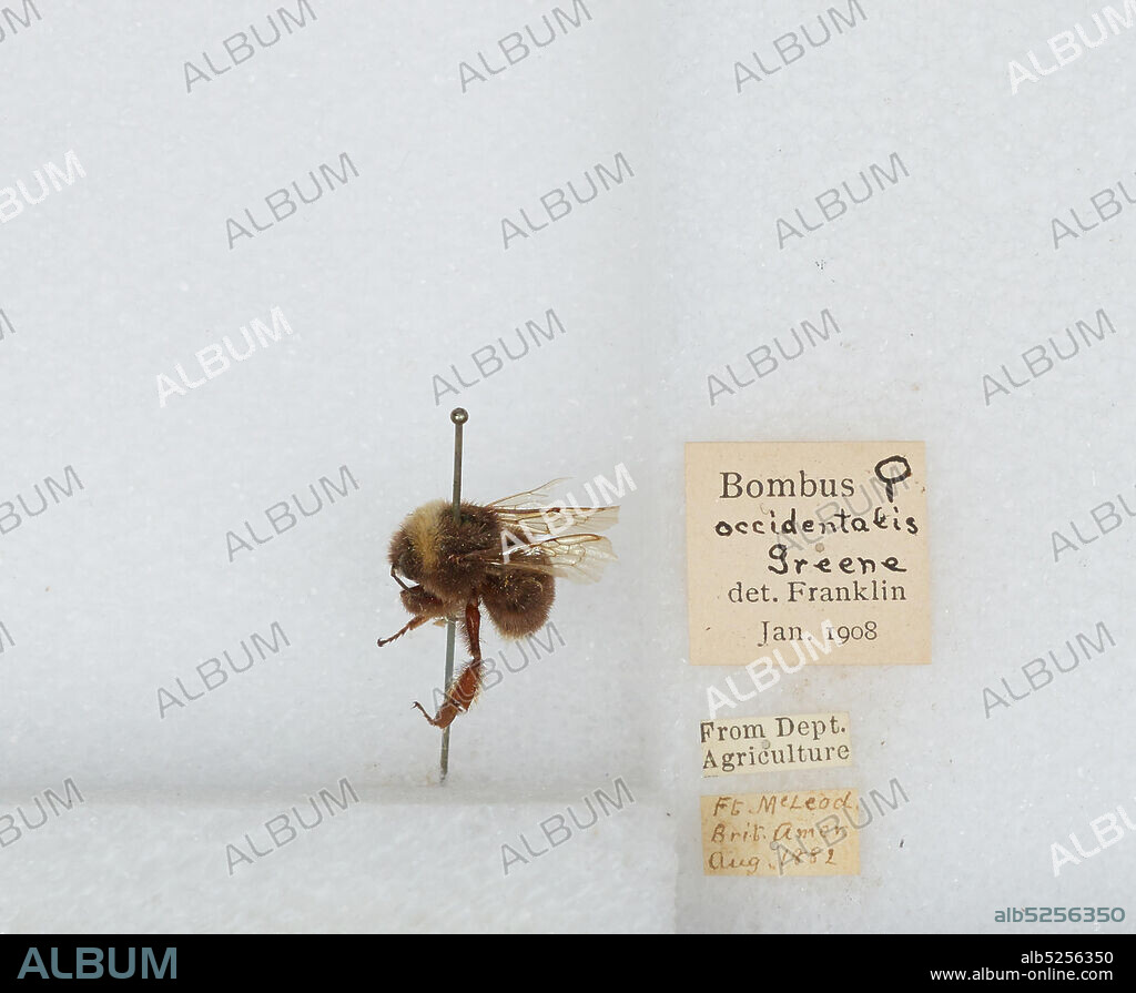 Fort McLeod, Bombus (Bombus) occidentalis Greene, Animalia, Arthropoda, Insecta, Hymenoptera, Apidae, Apinae.