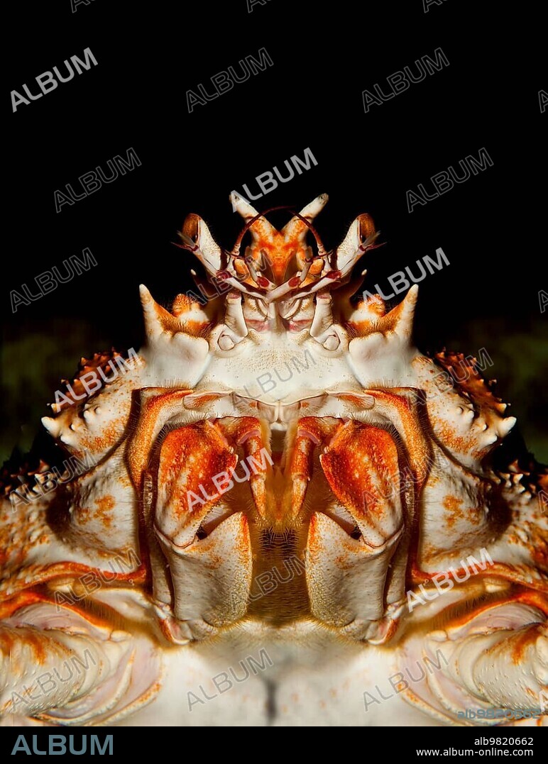Japanese Spider Crab (macrocheira kaempferi) or Giant Spider Crab, Adult, Close-up of Head, Underside View