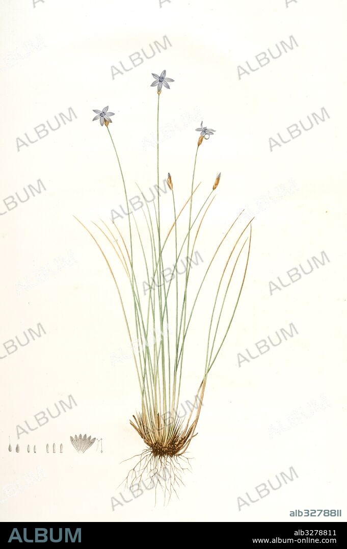 Aphyllanthes monspeliensis, Aphylanthe de Montpellier, Blue Grass Lily, Redouté, Pierre Joseph, 1759-1840, les liliacees, 1802 - 1816.