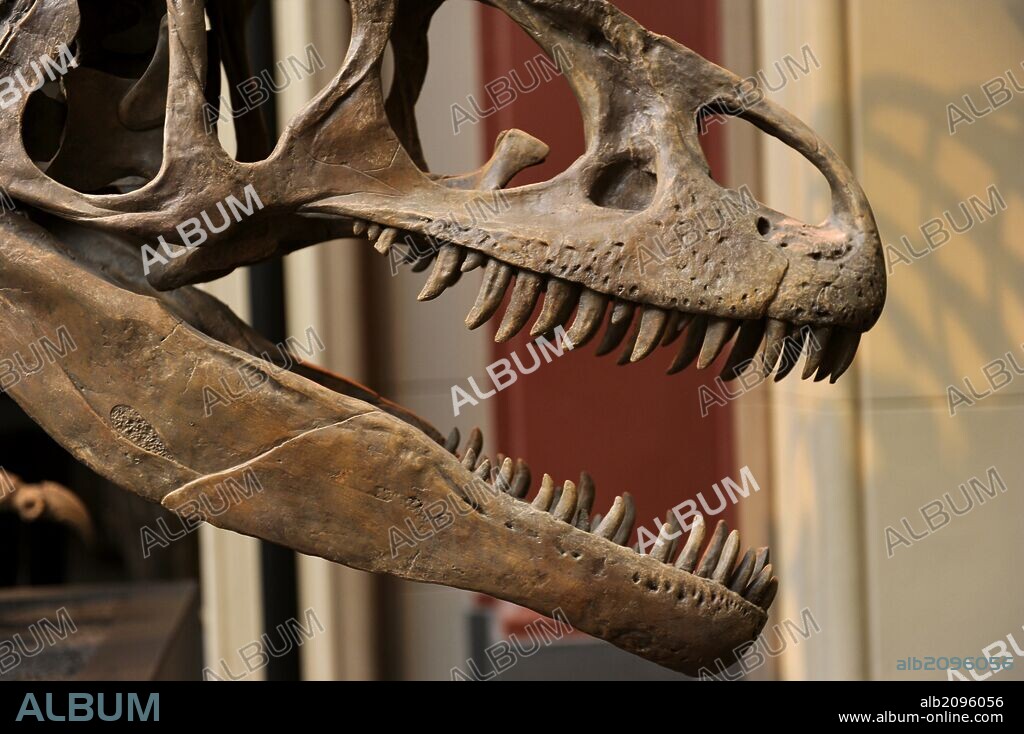 Allosaurus. Genus of carnivorous theropod dinosaur that lived 155 to 145 million years ago. Late Jurassic Period. Bipedal predador.  Skull with a large and serrated teeth. Detail. Natural History Museum, Berlin. Germany.