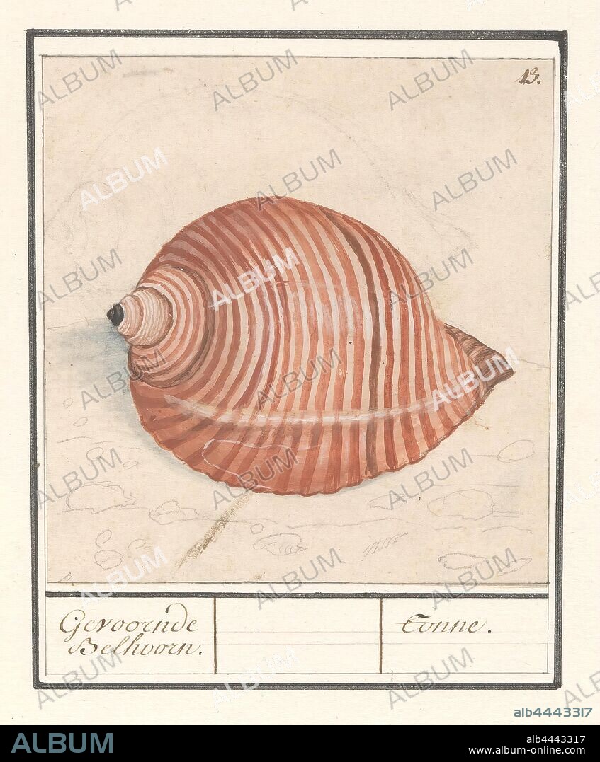Shell of a sea snail, Gevoornde Belhoorn. / Tonne, Shell of a sea snail. Numbered top right: 13. Part of the sixth album with drawings of fish, shells and insects. Sixth of twelve albums with drawings of animals, birds and plants known around 1600, commissioned by Emperor Rudolf II. With explanations in Dutch, Latin and French, molluscs (shell, snail-shell etc.), Anselmus Boetius de Boodt, 1596 - 1610, paper, pencil, chalk, watercolor (paint), deck paint, brush, h 121 mm Ã— w 106 mm.