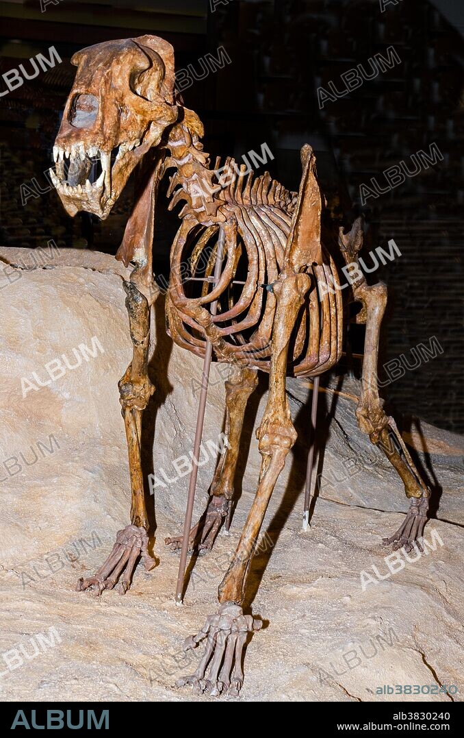 Scimitar Toothed Cat