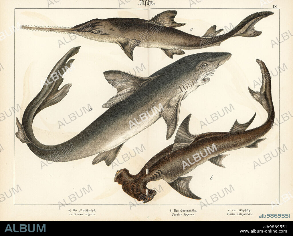Great white shark, Carcharodon carcharias a, smooth hammerhead shark, Sphyrna zygaena b, and largetooth sawfish, Pristis pristis c. Chromolithograph from Gotthilf Heinrich von Schubert's Natural History of Animal Kingdoms for School and Home (Naturgeschichte des Tierreichs fur Schule und Haus), Schreiber, Munich, 1886.