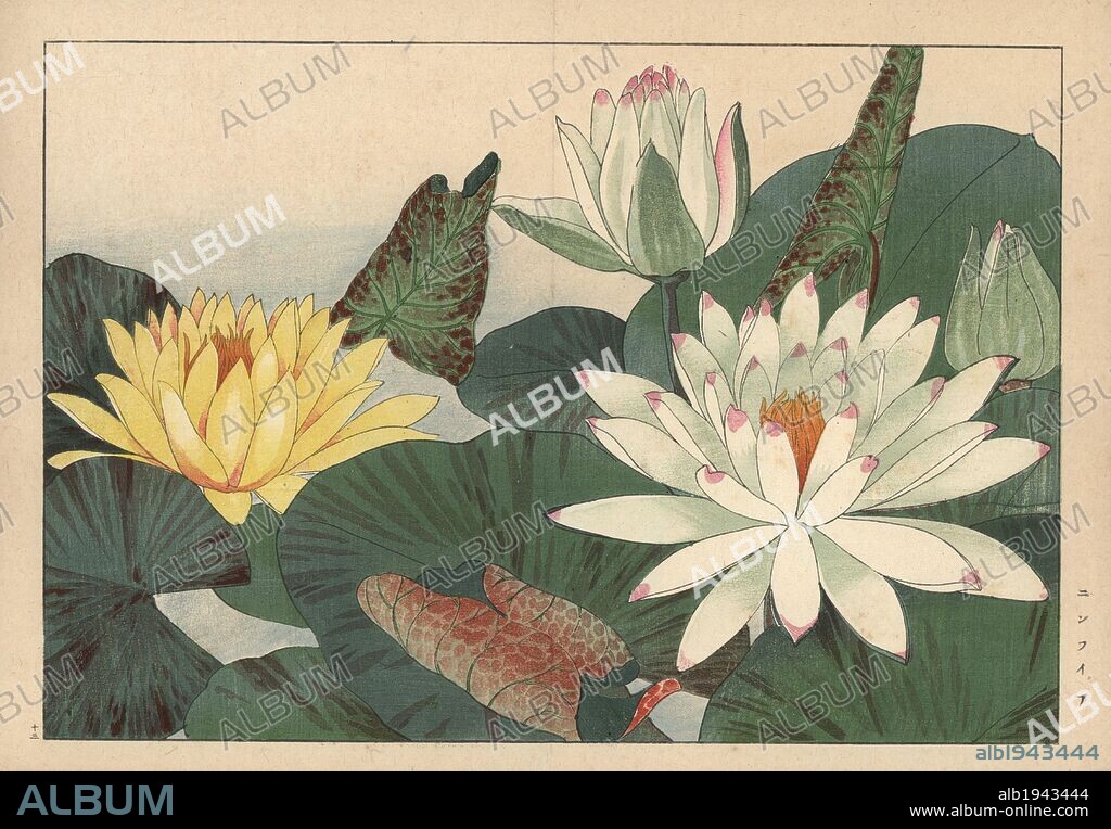 White and yellow waterlilies, Nymphaea alba and Nymphaea mexicana. Handcoloured woodblock print from Konan Tanigami's "Seiyou Sokazufu" (Pictorial Album of Western Plants and Flowers: Summer), Unsodo, Kyoto, 1917. Tanigami (1879-1928) depicted 125 varieties of garden plants through the four seasons.