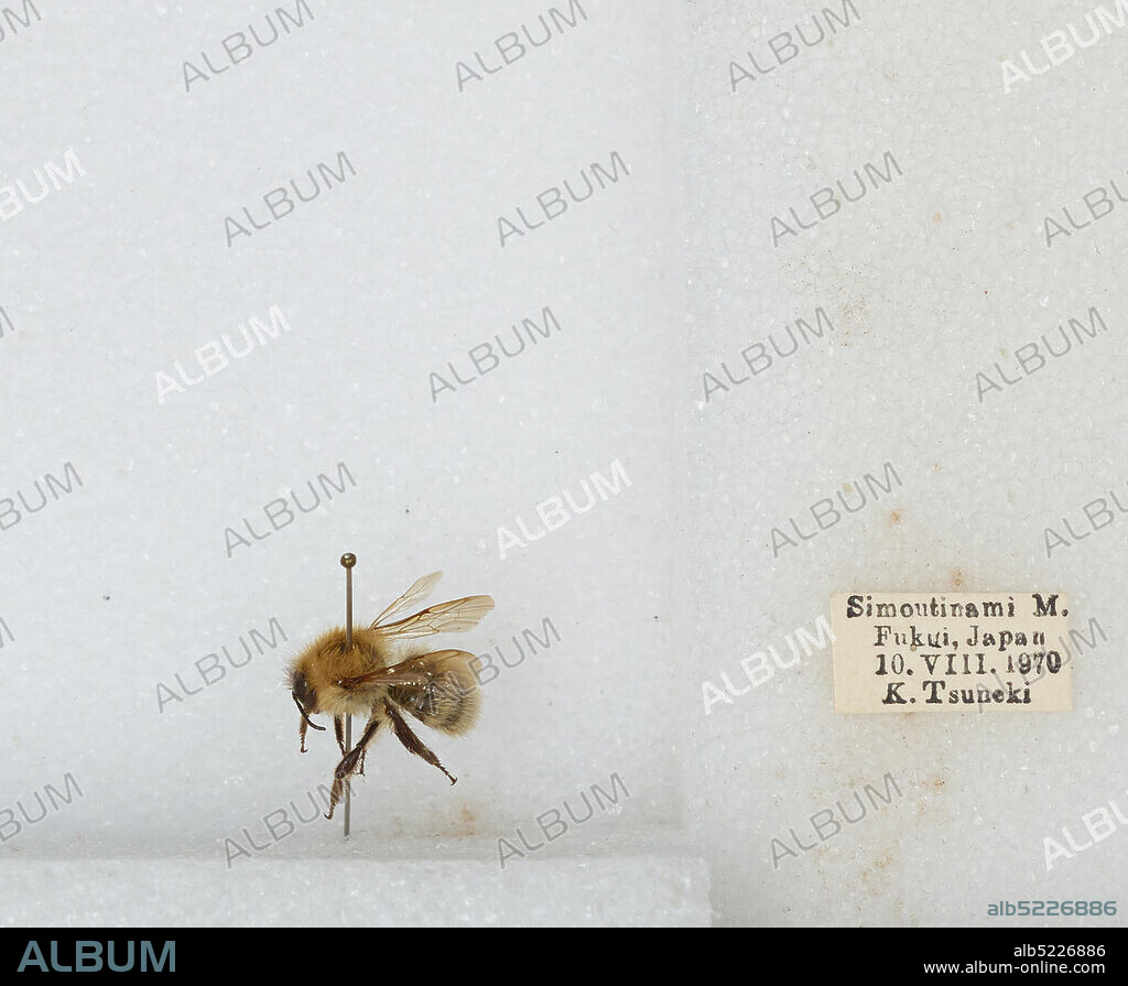 Simoutinami M., Fukui, Japan, Bombus sp., Animalia, Arthropoda, Insecta, Hymenoptera, Apidae, Apinae.
