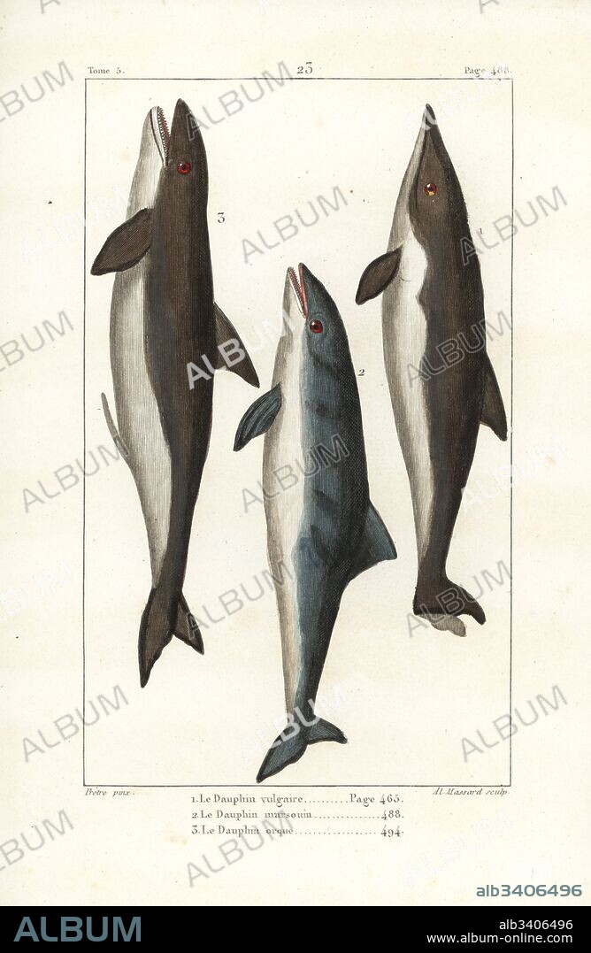 Short-beaked common dolphin, Delphinus delphis, beluga whale, Delphinapterus leucas, and killer whale, Orcinus orca. Handcoloured copperplate engraving by Albert Massard after an illustration by Jean-Gabriel Pretre from Bernard Germain de Lacepede's Natural History of Oviparous Quadrupeds, Snakes, Fish and Cetaceans, Eymery, Paris, 1825.