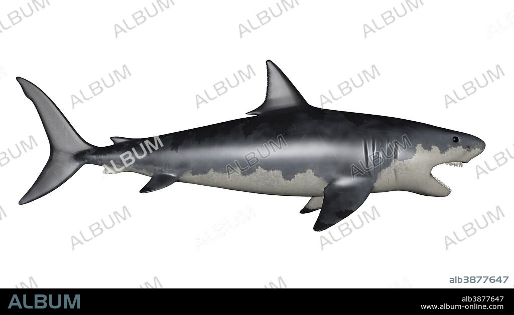 Megalodon dinosaur, white background.