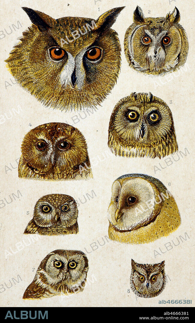 Grand duc, moyen duc, chouette brachyote, chouette hulotte, chouette cheveche, chouette effraye, chouette tengmolin, petit duc, illustration vers 1900 Histoire naturelle de la France. Credit : Collection Grob/KHARBINE-TAPABOR.