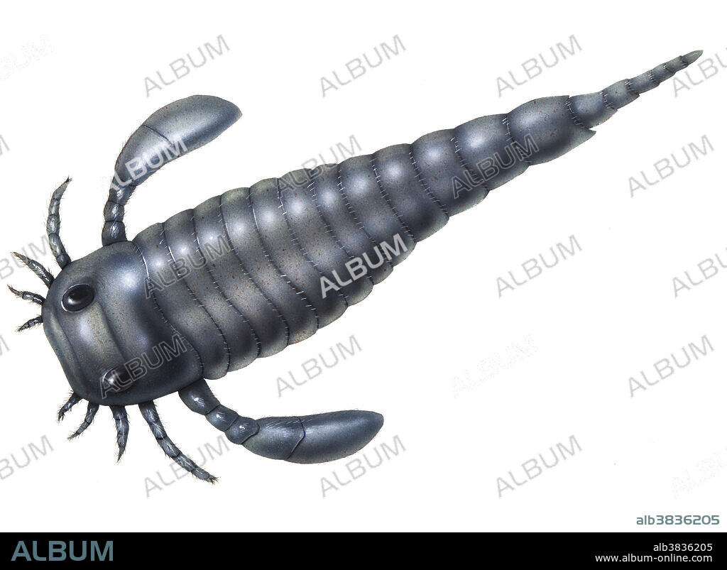 The sea scorpion, an extinct arthropod and member of the order Eurypterida, was a close relative to the modern day horseshoe crab, and preferred brackish water environments in the Paleozoic Era.