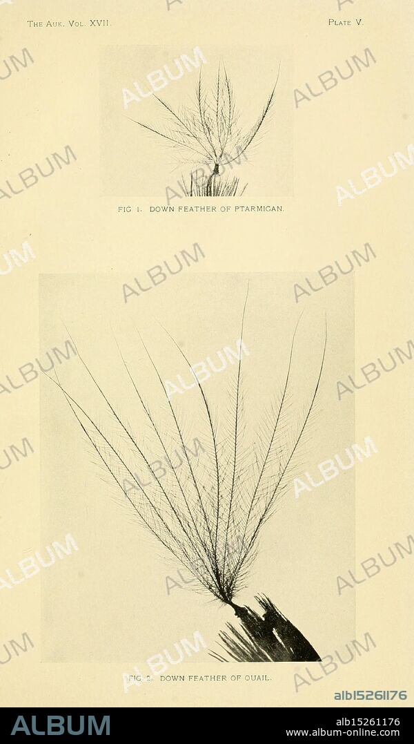 The, Auk, Washington, D.C, American, Ornithologists', Union, 1884, birds, periodicals, ptarmigan, quail, feather, The illustration features two detailed representations of down feathers. The first figure, labeled as ''Down Feather of Ptarmigan, ' showcases the delicate structure and fine barbs of the feather, emphasizing its lightness and insulation properties. The second figure, titled ''Down Feather of Quail, ' presents a similar feather with distinctive characteristics, highlighting differences in texture and form. Both figures serve to illustrate the intricate designs found in avian feathers, emphasizing their role in temperature regulation and their unique adaptations in different bird species.
