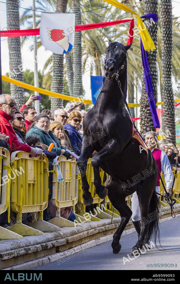 exhibicion de caballos y jinetes menorquines, caballeros de Es Migjorn, club hipico Sa Creueta, Día de las Islas Baleares, Palma, Mallorca, balearic islands, spain, europe.