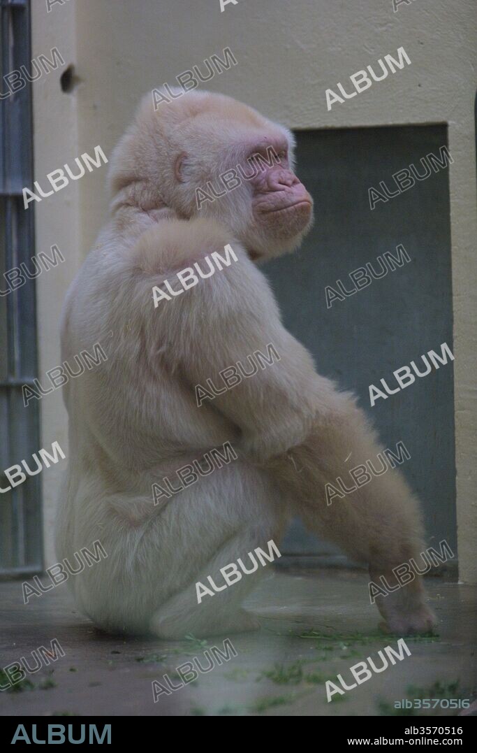 Copito de nieve, gorila albino. Zoológico de Barcelona.