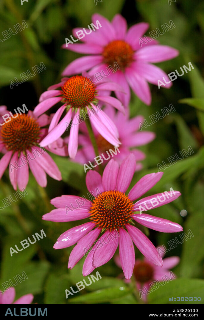 Purple Coneflower, also known as Echinacea.