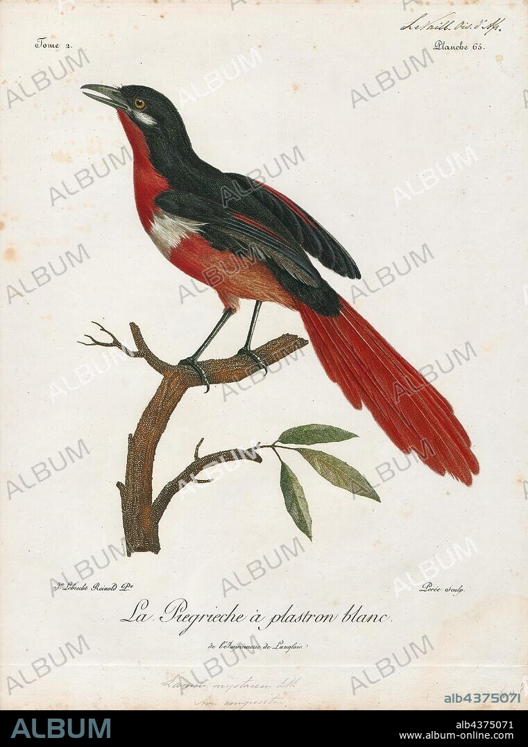 Laniarius atrococcineus, Print, The crimson-breasted shrike (Laniarius atrococcineus) or the crimson-breasted gonolek, ('gonolek' - supposedly imitative of its call), is a southern African bird. It has black upper parts with a white flash on the wing, and bright scarlet underparts. The International Union for Conservation of Nature has rated it as a "least-concern species"., 1796-1808.