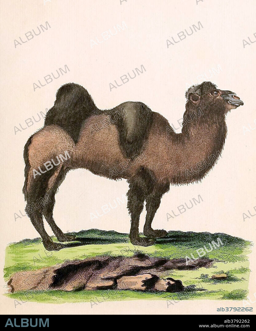 Bactrian Camel, Endangered Species