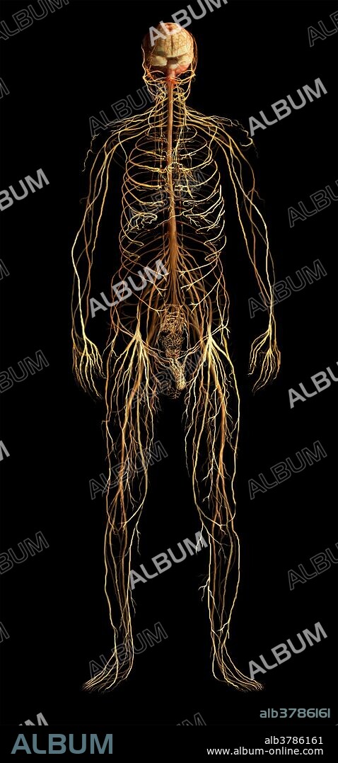 Male figure revealing the nervous system of the body. The nervous system is made up of two distinct entities with defined roles: the central nervous system (brain and spinal cord) and the peripheral nervous system (nerves).
