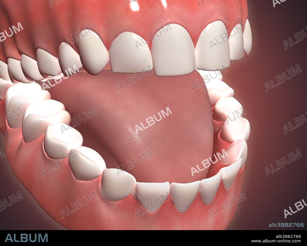Medical illustration of human mouth open, showing teeth, gums and tongue.