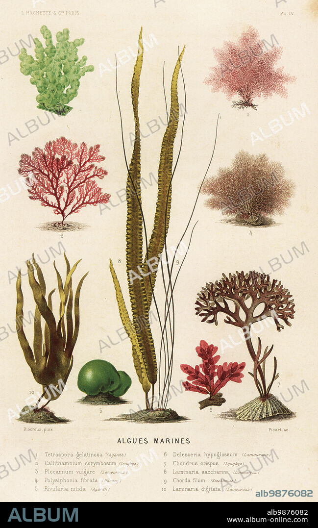Marine algae. Green algae, Tetraspora gelatinosa 1, red algae, Callithamnion corymbosum 2, Plocamium cartilagineum 3, Leptosiphonia fibrata 4, Rivularia nitida 5, under tongue weed, Hypoglossum hypoglossoides 6, Irish moss, Chondrus crispus 7, sugar kelp, Saccharina latissima 8, dead man's rope, Chorda filum 9, and oarweed, Laminaria digitata 10. Algues marines. Chromolithograph by Bernard Picart after Alfred Riocreux from Alfred Fredols Le Monde de la Mer, the World of the Sea, edited by Olivier Fredol, Librairie Hachette et. Cie., Paris, 1881. Alfred Fredol was the pseudonym of French zoologist and botanist Alfred Moquin-Tandon, 1804-1863.