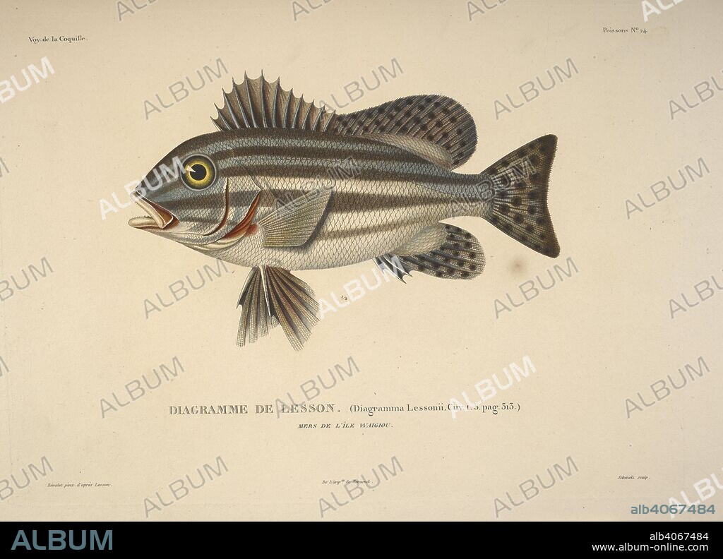 LOUIS ISIDORE DUPERREY. Diagramme de lesson. Voyage autour du monde, exÃ©cutÃ© par ordre du Roi, sur la corvette de Sa MajestÃ© la Coquille, pendant les annÃ©es 1822, 1823, 1824 et 1825, sous le ministÃ¨re de S. E. M. le marquis de Clermont-Tonnerre, et publiÃ© sous les auspices de Son Excellence M. le cte. de Chabrol, ministre de la Marine et des Colonies, par L. I. Duperrey... capitaine de frÃ©gate, commandant de l'expÃ©dition. Histoire naturelle, zoologie. Atlas. Paris : Arthus Bertrand, libraire-Ã©diteur..., 1826. Louis-Isidore Duperrey commanded the vessel, La Coquille, on its circumnavigation of the earth (1822â€“1825). Source: 789.i.6, poissons no.24. Language: French.