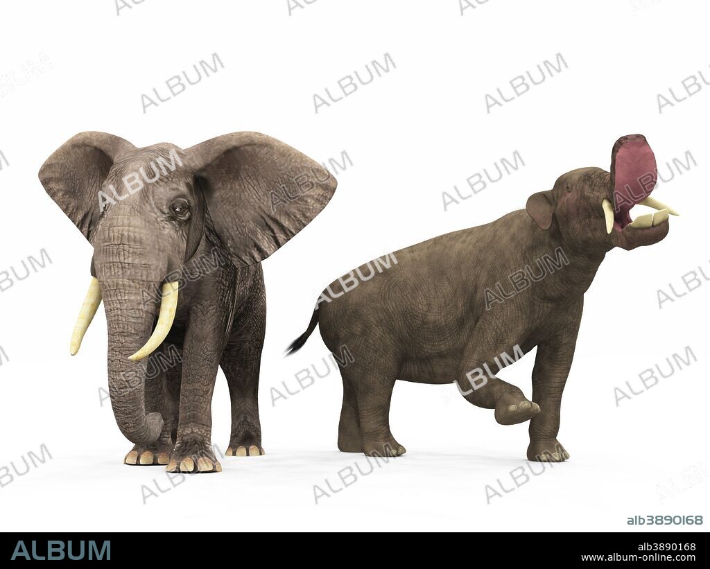 An adult Platybelodon from 9 million years ago is compared to a modern adult African Elephant (genus Loxodonta). The Platybelodon is 10 feet tall at the shoulder and weighs 9,000 pounds, while the African Elephant is 11 feet tall at the shoulder and weighs 10,000 pounds.