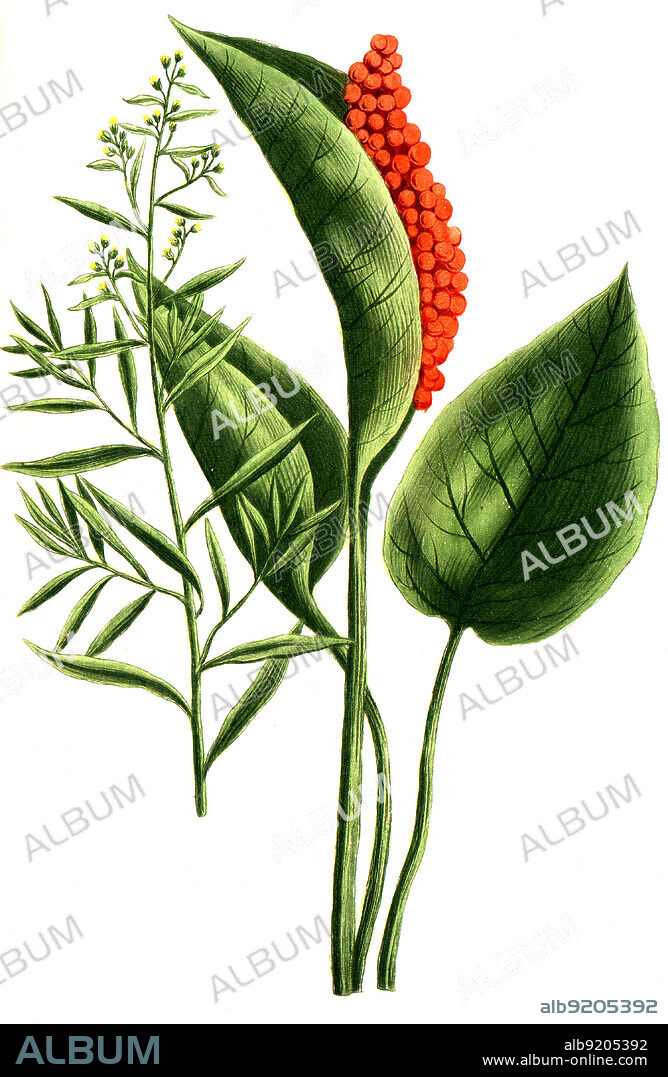 Estragon, Artemisia dracunculus und Dracunculus palustris, Gemeine Drachenwurz auch Dracunculus vulgaris, Synonym Arum dracunculus / Estragon, Artemisia dracunculus und Dracunculus palustris, Gemeine Drachenwurz auch Dracunculus vulgaris, Synonym Arum dracunculus, Digital retuschierte Illustration aus Phytanthoza iconographica von Johann Wilhelm Weinmann, Maler Bartholomäus Seutter und Kupferstecher Johann Jakob Haid und Johann Elias Ridinger, 1740 / Digitally retouched illustration from Phytanthoza iconographica by Johann Wilhelm Weinmann, painter Bartholomäus Seutter and engravers Johann Jakob Haid and Johann Elias Ridinger, 1740.