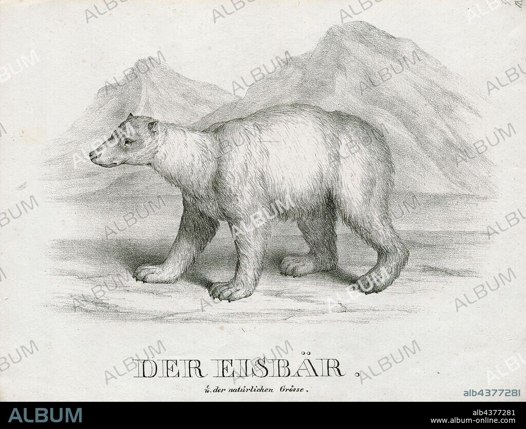 Ursus maritimus, Print, The polar bear (Ursus maritimus) is a hypercarnivorous bear whose native range lies largely within the Arctic Circle, encompassing the Arctic Ocean, its surrounding seas and surrounding land masses. It is a large bear, approximately the same size as the omnivorous Kodiak bear (Ursus arctos middendorffi). A boar (adult male) weighs around 350–700 kg (772–1, 543 lb), while a sow (adult female) is about half that size. Polar bears are the largest land carnivores currently in existence, rivaled only by the Kodiak bear. Although it is the sister species of the brown bear, it has evolved to occupy a narrower ecological niche, with many body characteristics adapted for cold temperatures, for moving across snow, ice and open water, and for hunting seals, which make up most of its diet. Although most polar bears are born on land, they spend most of their time on the sea ice. Their scientific name means "maritime bear" and derives from this fact. Polar bears hunt their preferred food of seals from the edge of sea ice, often living off fat reserves when no sea ice is present. Because of their dependence on the sea ice, polar bears are classified as marine mammals., 1700-1880.