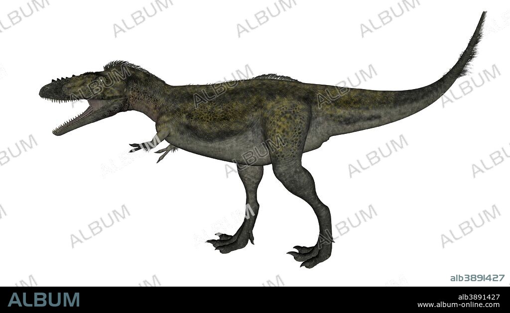 Alioramus dinosaur isolated on white background.