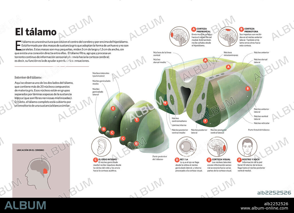 El tálamo. Infografía sobre el tálamo, la estructura que ayuda a producir las sensaciones.