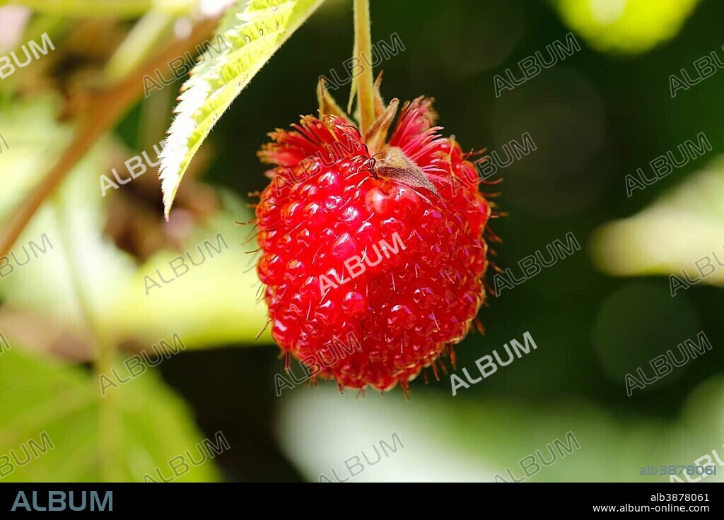 The extremely rare, endemic Hawaiian Raspberry, Hawaiian name: Akala (Rubus hawaiiensis), found in Volcanoes National Park, Big Island of Hawaii, USA, North America.