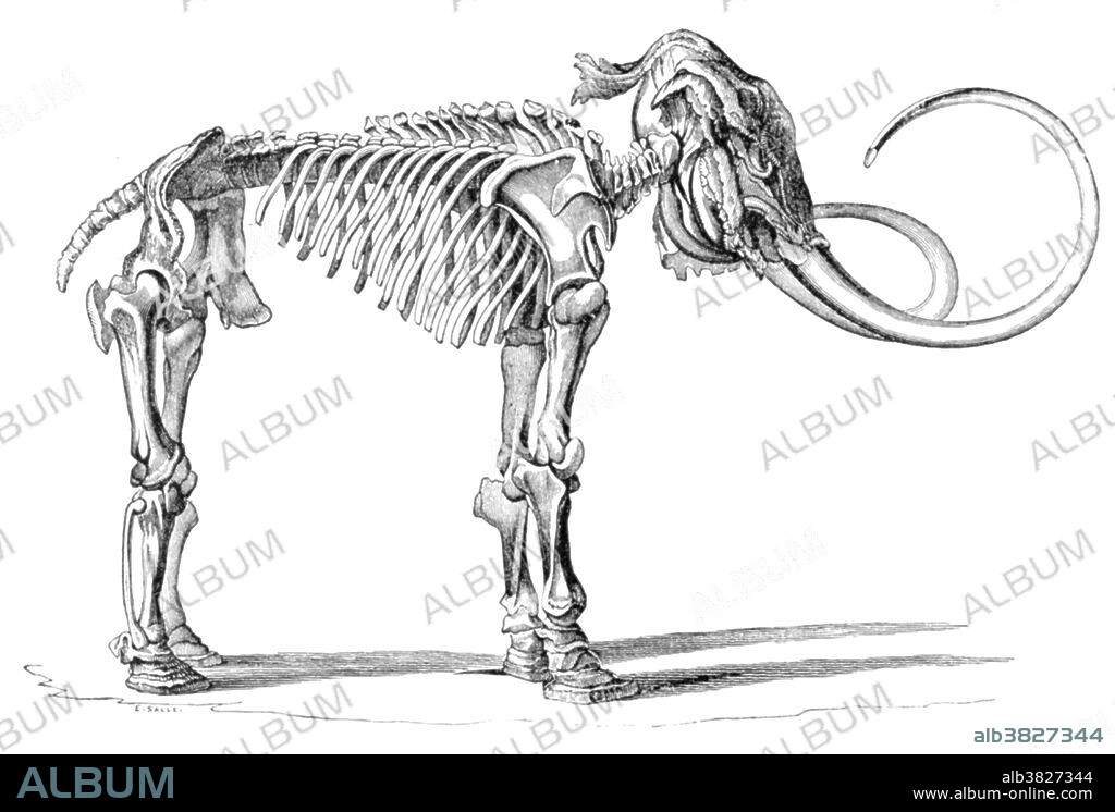 The Woolly Mammoth (Mammuthus primigenius), also called the tundra mammoth, is a species of mammoth. This animal is known from bones and frozen carcasses from northern North America and northern Eurasia with the best preserved carcasses in Siberia. They are perhaps the most well known species of mammoth. Woolly mammoths are common in the fossil record. Unlike most other prehistoric animals, their remains are often not literally fossilized, turned into stone, but rather are preserved in their organic state. This is due in part to the frozen climate of their habitats, and to their massive size. Woolly mammoths are therefore among the best-understood prehistoric vertebrates known to science in terms of anatomy.This animal appeared during Cenozoic era, the most recent era of geologic time, from about 65 million years ago to the present. The Cenozoic Era is characterized by the formation of modern continents and the diversification of mammals and plants. Grasses also evolved during the Cenozoic. The climate was warm and tropical toward the beginning of the era and cooled significantly in the second half, leading to several ice ages. Humans first appeared near the end of this era.