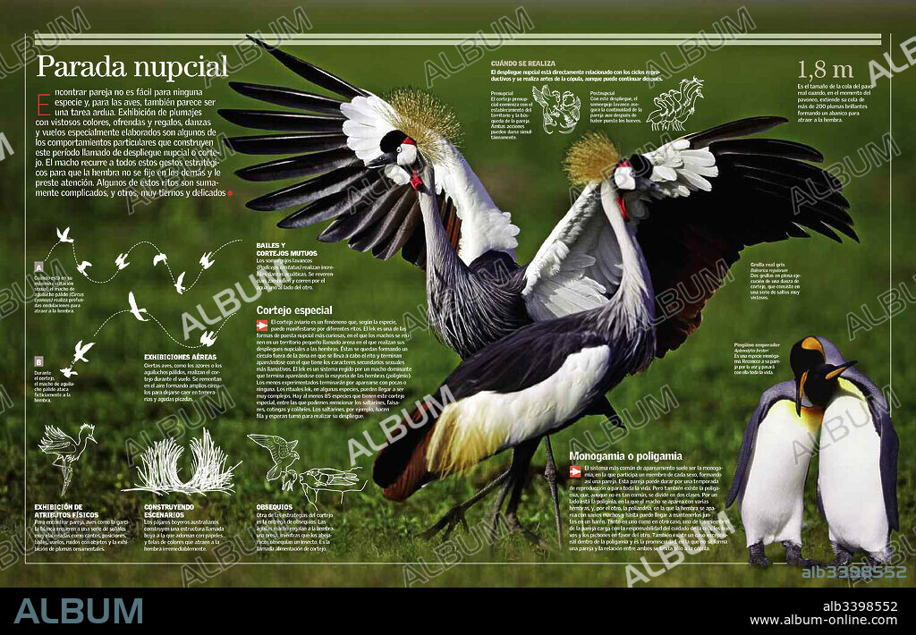 Parada nupcial. Infografía sobre la parada nupcial y el cortejo de las aves.
