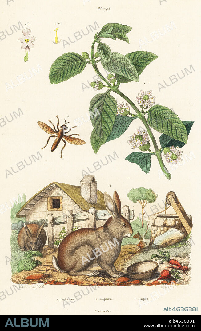 Bushy lippia, Lippia alba 1, robber fly, Pogonosoma maroccanum 2, and European rabbit, Oryctolagus cuniculus 3. Lantanier, Laphire, Lapin. Handcoloured steel engraving by Pedretti after an illustration by A. Carie Baron from Felix-Edouard Guerin-Meneville's Dictionnaire Pittoresque d'Histoire Naturelle (Picturesque Dictionary of Natural History), Paris, 1834-39.